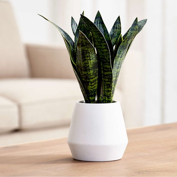 Crate&Barrel faux snake plant in pot - Picture 1 of 7